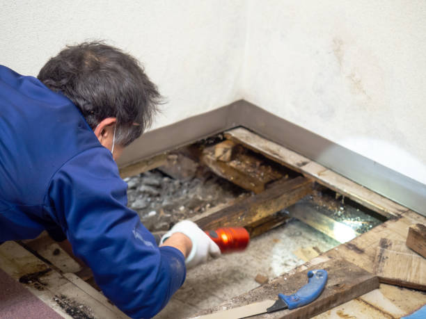 Best Mold Removal Near Me  in Winooski, VT