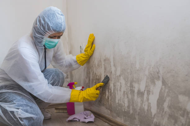 Professional Mold Removal in Winooski, VT