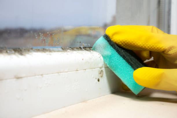 Mold Testing and Removal in Winooski, VT
