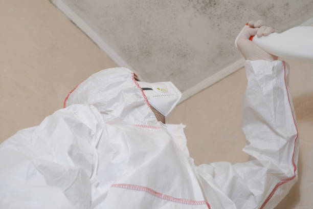 Best Mold Damage Repair  in Winooski, VT