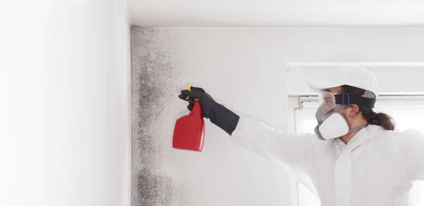 Best Professional Mold Removal  in Winooski, VT