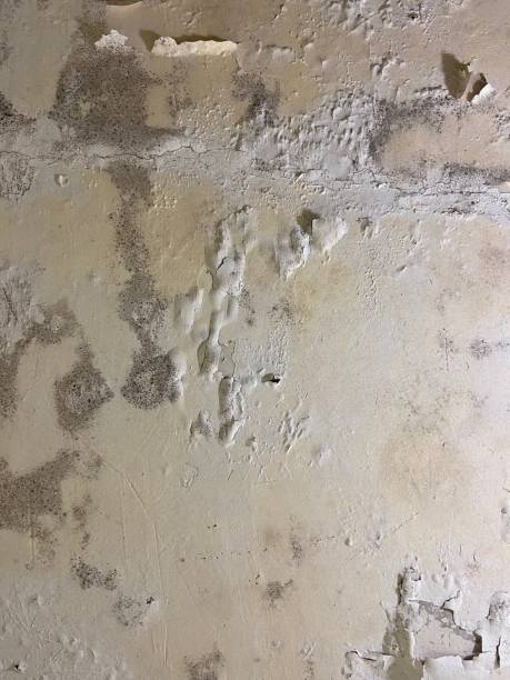 Best Mold Testing and Removal  in Winooski, VT