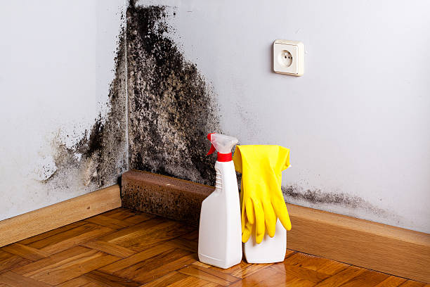 Best Mold Removal Company Near Me  in Winooski, VT