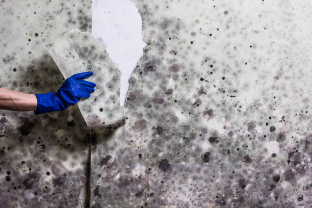 Reliable Winooski, VT Mold Removal Solutions