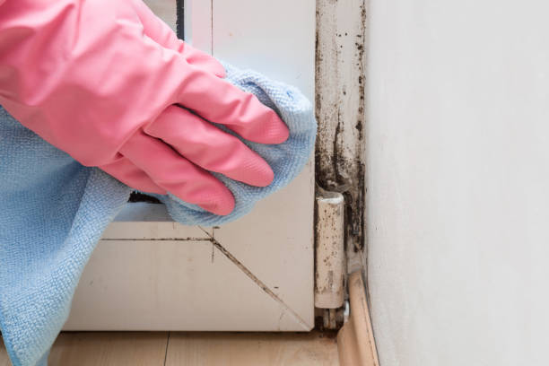 Best Home Mold Removal  in Winooski, VT